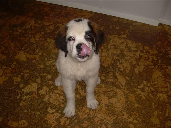 Sankt bernhardshund Anton - Hej jeg hedder Anton. billede 1