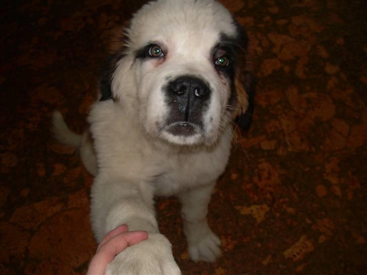 Sankt bernhardshund Anton - Er jeg ikke dygtig jeg gir´pote:-) billede 2