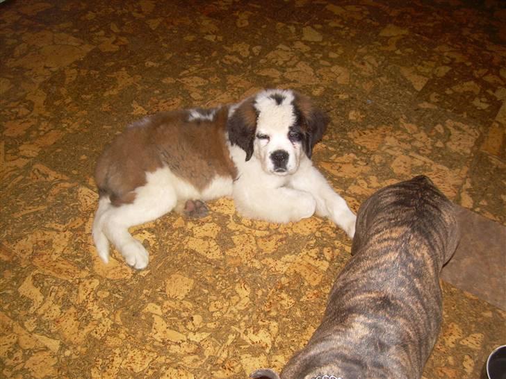 Sankt bernhardshund Anton - ligger lige og kigger på lucy. billede 3