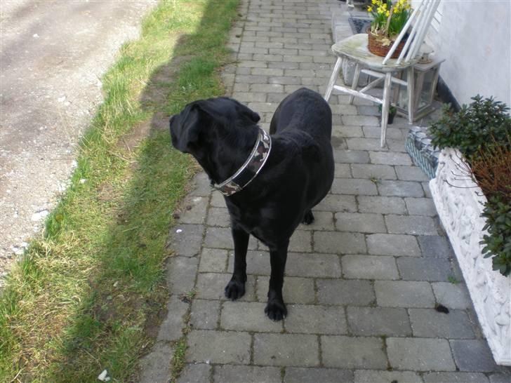 Labrador retriever *Oscar- min vagthunden* - Kommer de ikke snart?? billede 16