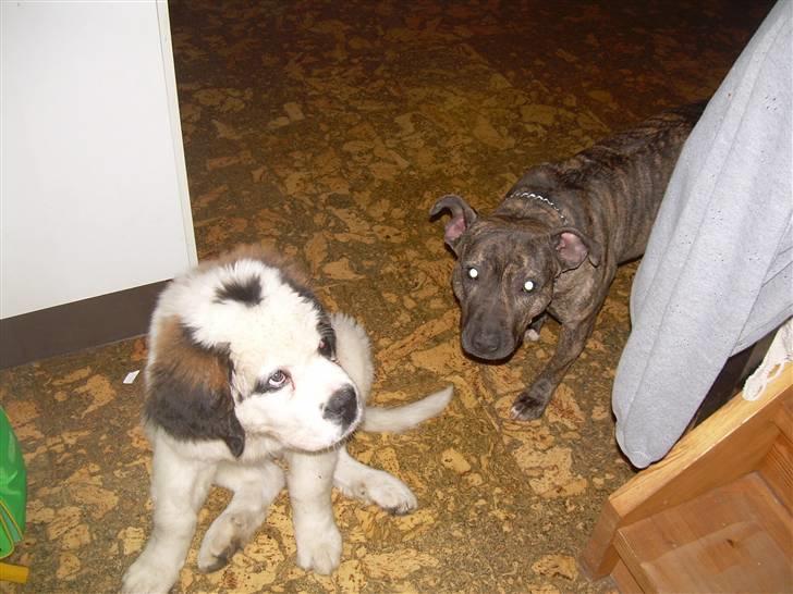 Sankt bernhardshund Anton billede 4