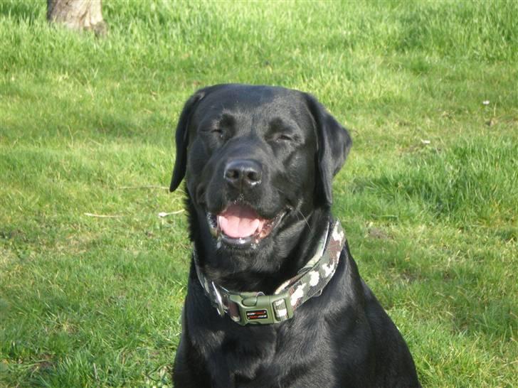 Labrador retriever *Oscar- min vagthunden* - "Ha ha, go´ vits, "mor"" billede 17