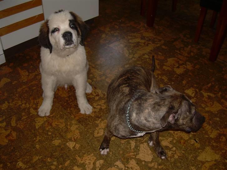 Sankt bernhardshund Anton - er vi ikke søde...? billede 5