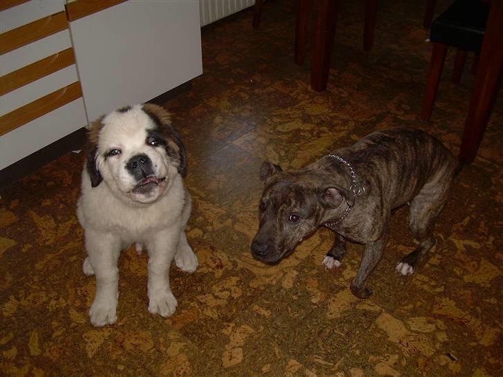 Sankt bernhardshund Anton billede 6