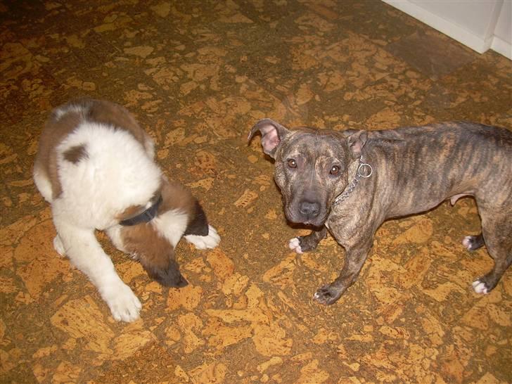 Amerikansk staffordshire terrier Lucy - lucy´s ny ven:-) billede 6