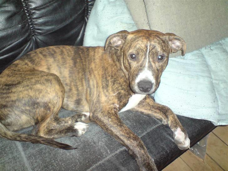 Amerikansk staffordshire terrier Kaya billede 1