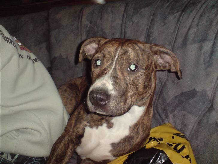 Amerikansk staffordshire terrier Kaya billede 2