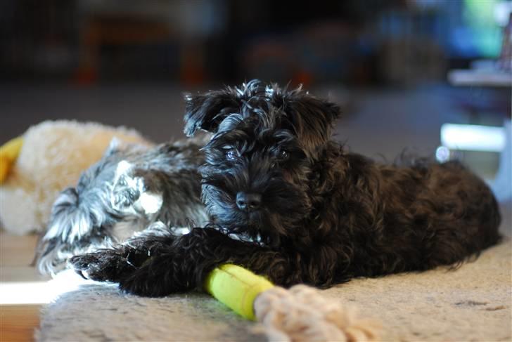 Dvaergschnauzer Kenzo billede 1