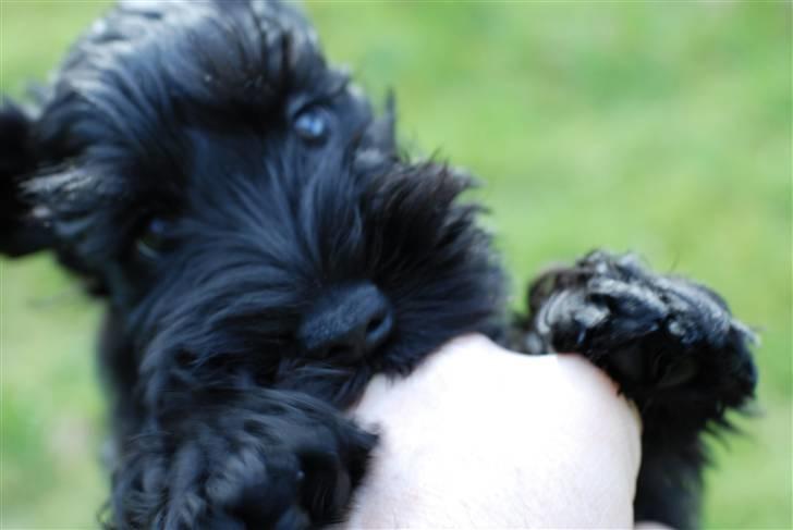 Dvaergschnauzer Kenzo billede 2