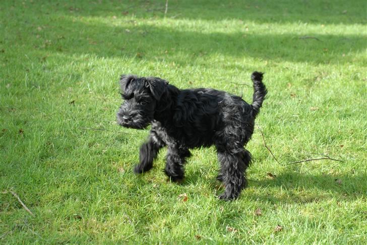 Dvaergschnauzer Kenzo billede 3