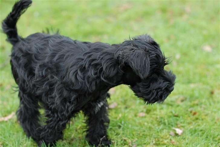 Dvaergschnauzer Kenzo billede 4