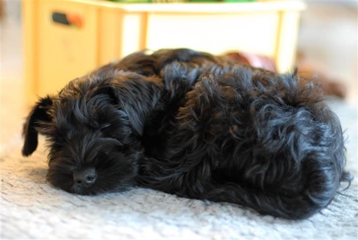 Dvaergschnauzer Kenzo - Jeg er lidt træt billede 5