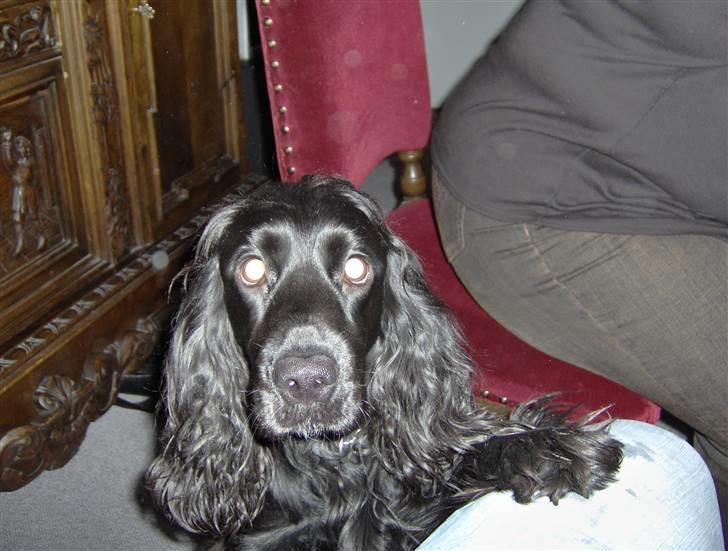 Cocker spaniel Blackie billede 10