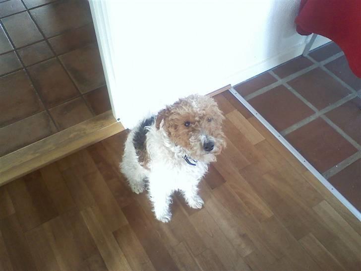 Ruhåret foxterrier vaks - hva har jeg gjort billede 9