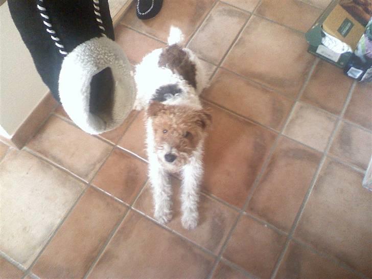 Ruhåret foxterrier vaks - gi` mig den sko billede 10