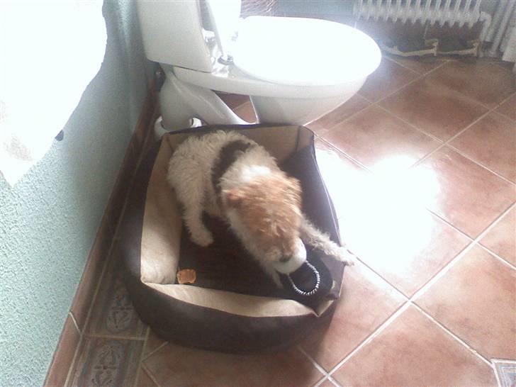 Ruhåret foxterrier vaks - jaa jeg fik den!! billede 11