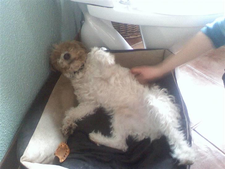 Ruhåret foxterrier vaks - ååh det er dejligt at blive kløet billede 12