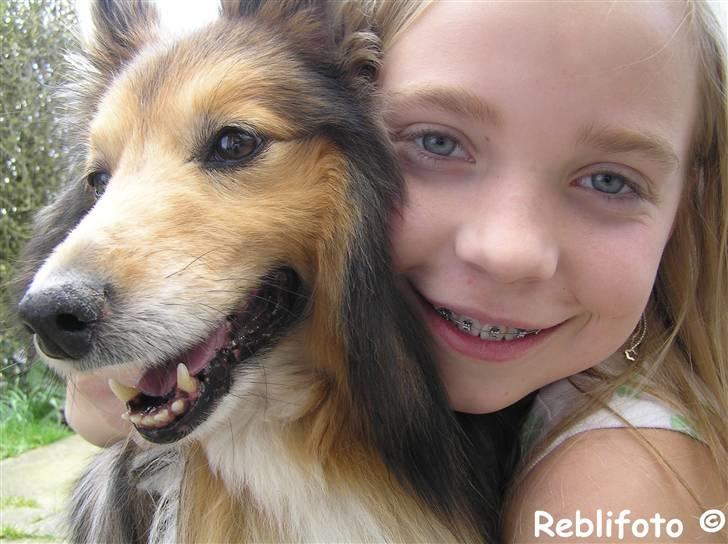 Shetland sheepdog mikkel  (DØD) billede 11