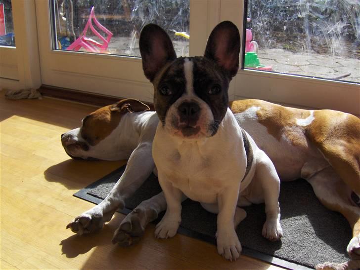 Fransk bulldog Lulu - Den solstråle er bare SÅÅÅ dejlig billede 11