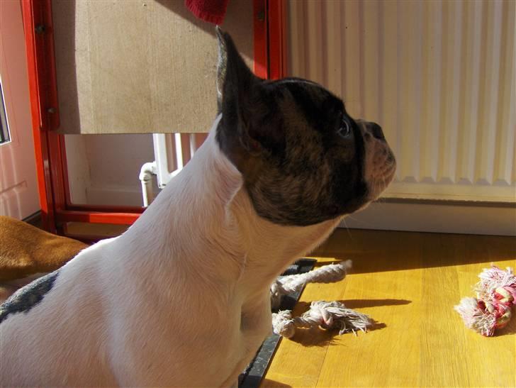 Fransk bulldog Lulu billede 13