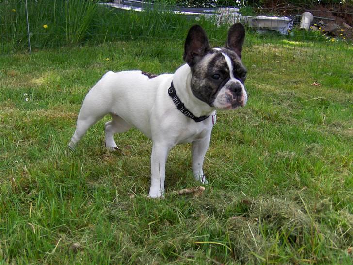 Fransk bulldog Lulu billede 14