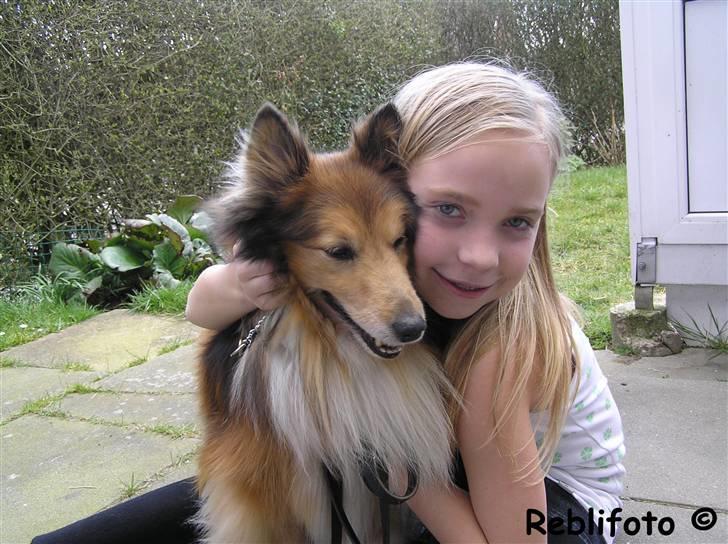 Shetland sheepdog mikkel  (DØD) billede 12