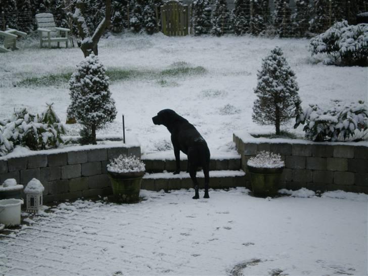 Labrador retriever *Oscar- min vagthunden* - "Hmmmm skulle man bare gå ind igen????" billede 18