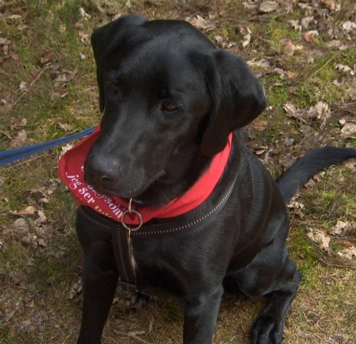 Blanding af racer Samson - Nu må jeg da få en godbid. billede 17