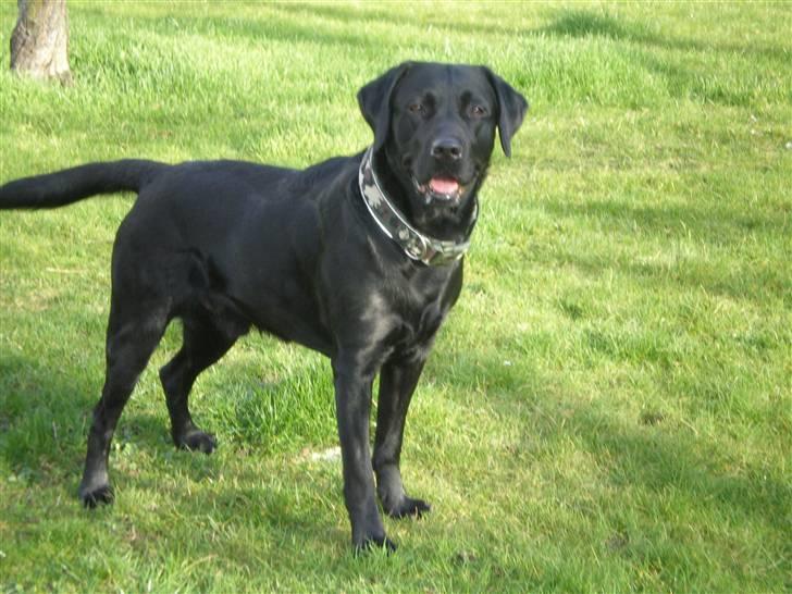 Labrador retriever *Oscar- min vagthunden* - På gensyn... billede 19