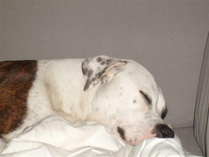 Amerikansk bulldog Nala - Man kan jo blive træt billede 1