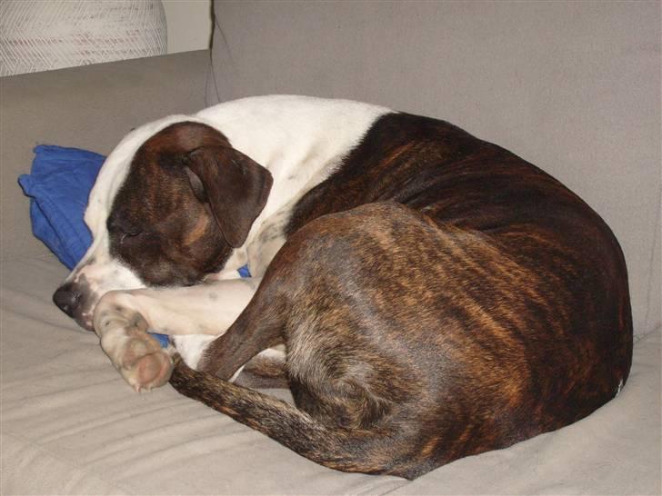 Amerikansk bulldog Nala - sover stadig billede 2