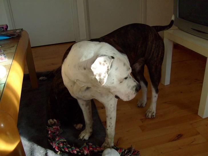 Amerikansk bulldog Nala - Nala billede 3