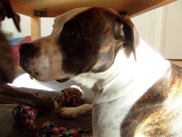 Amerikansk bulldog Nala - Nala leger med Igor og tov under bordet billede 4