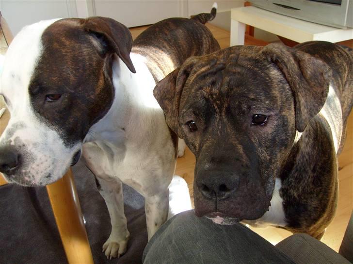 Amerikansk bulldog Nala - Nala og hendas bedste ven Igor billede 5