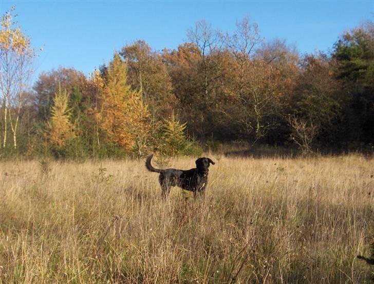 Blanding af racer Samson - Efterår kan også være dejlig. billede 18