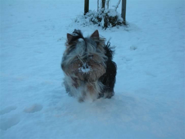 Yorkshire terrier The Boss - uuhha det er lidt koldt for min lille næse :o) billede 9