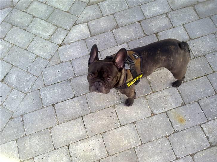 Fransk bulldog Herkules billede 11
