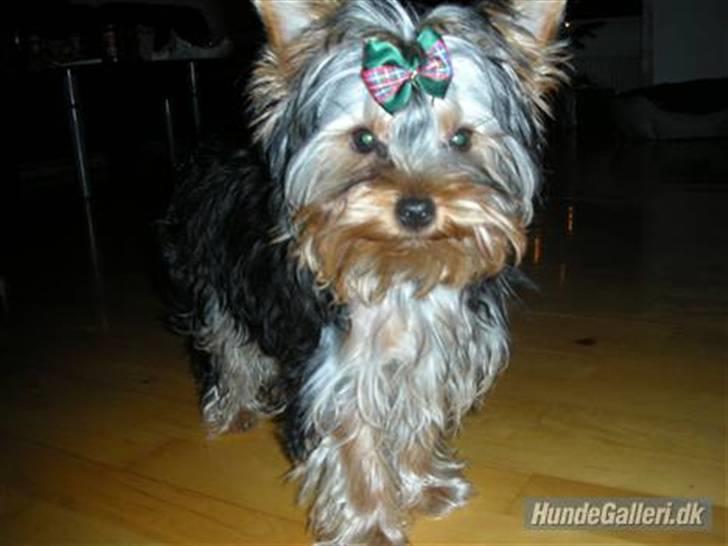 Yorkshire terrier The Boss - den nye sløjfe skulle lige afprøves, synes selv den er meget fin :o)) billede 10