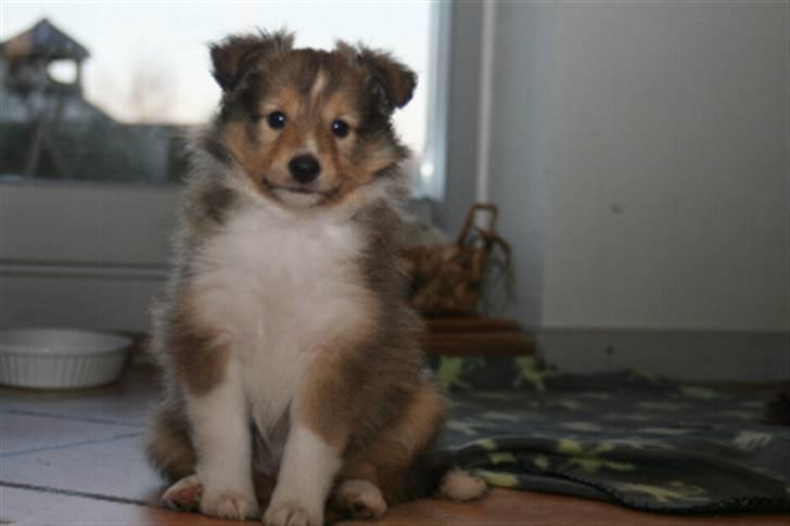 Amerikansk bulldog Odin R.I.P - Dette R Thor - odin lille ny legekammi ;)) billede 16