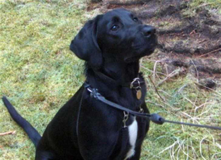 Blanding af racer Samson - Venter på en godbid. billede 19