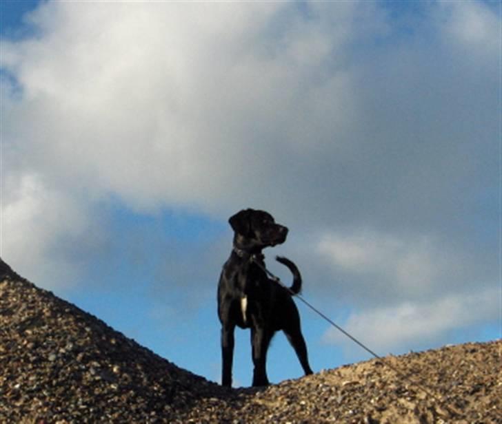 Blanding af racer Samson - Her oppefra kan jeg se det hele. billede 20