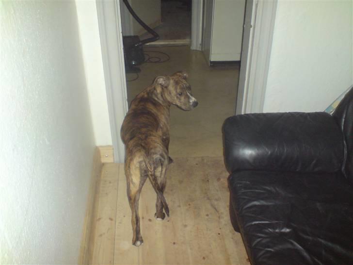 Amerikansk staffordshire terrier Kaya billede 3