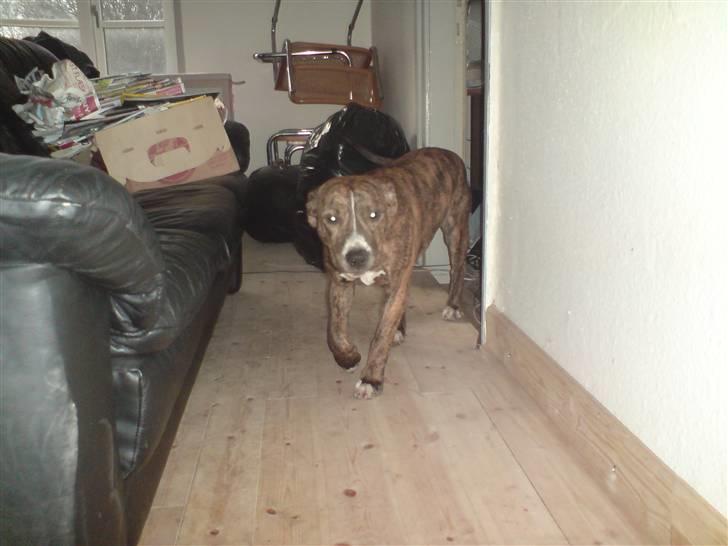 Amerikansk staffordshire terrier Kaya billede 4