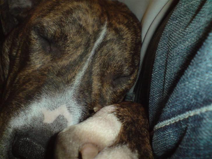 Amerikansk staffordshire terrier Kaya billede 5