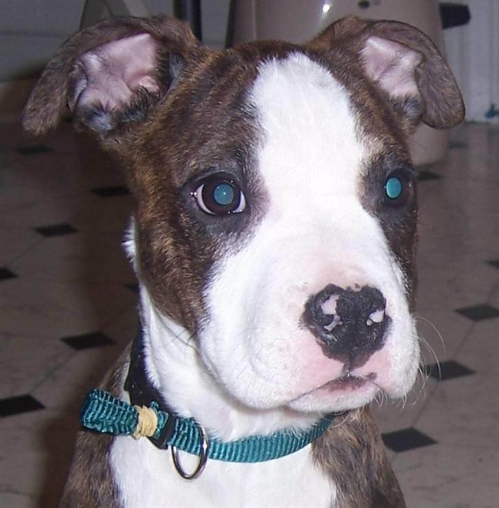 Amerikansk staffordshire terrier Düchezz billede 15