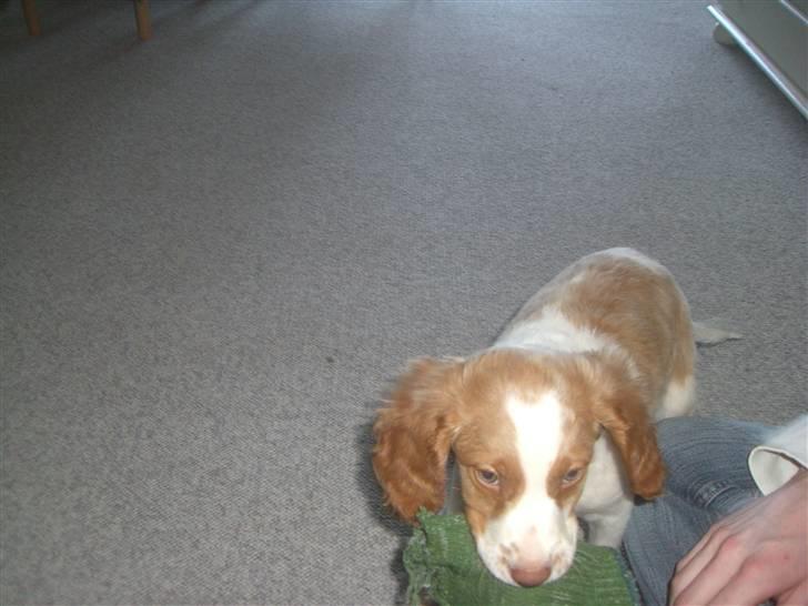 Breton Rex ~ NYE BILLEDER - Rrr Giv slip :D billede 8