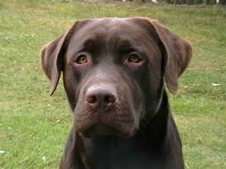 Labrador retriever Tjeko billede 2