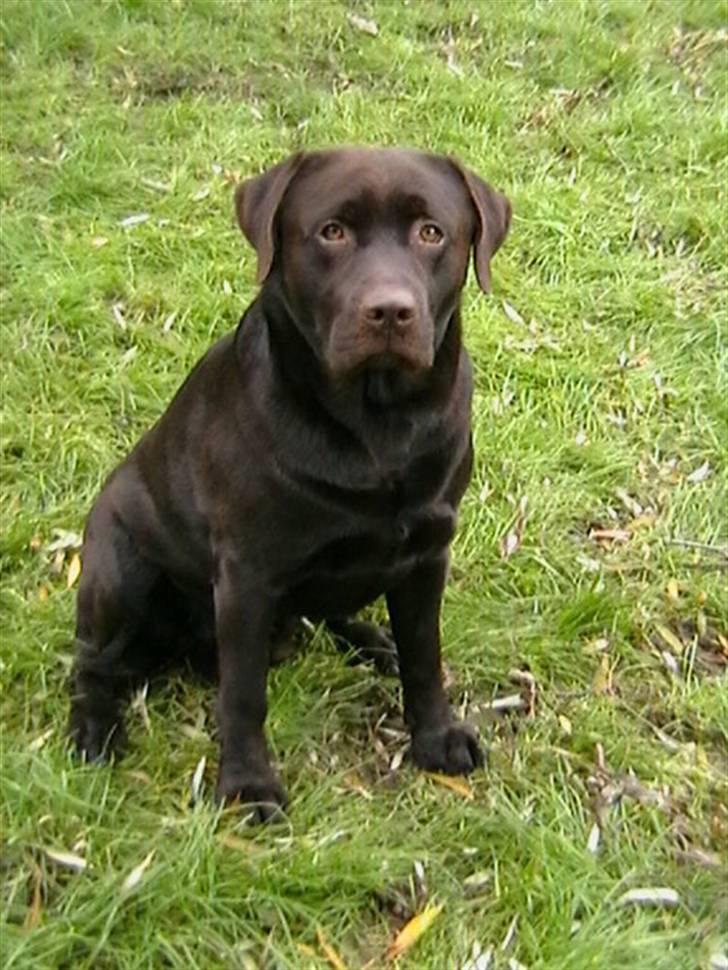 Labrador retriever Tjeko billede 4