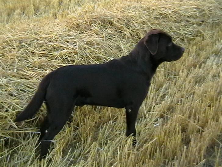 Labrador retriever Tjeko billede 5