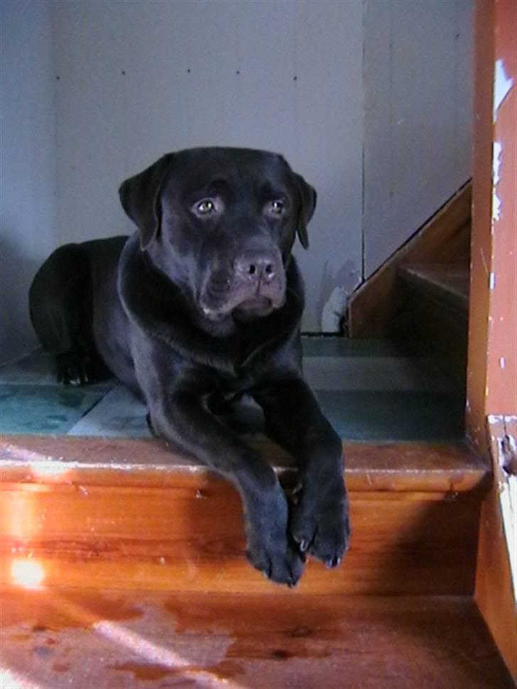 Labrador retriever Tjeko billede 6